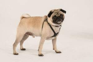 pug-dog-breed