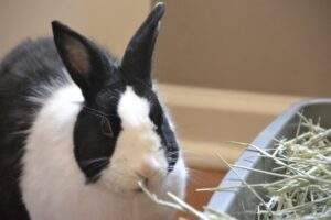 Black and white rescue rabbits rock