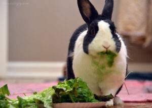 Cute black and white bunny eating cilantro