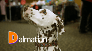 Dalmatian