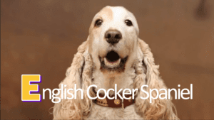 English Cocker Spaniel 