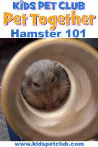 Get to know what a hamster is with mimi and finley