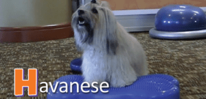 Havanese