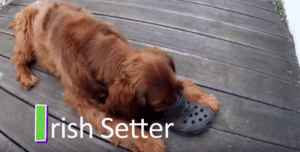 Irsh Setter