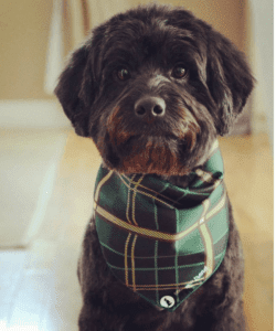 Jack the rescue dog looking very handsome