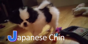 Japanese Chin