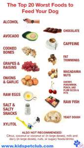 20 Foods should never share with your dog if you want to keep them safe and healthy- infographic on KPC