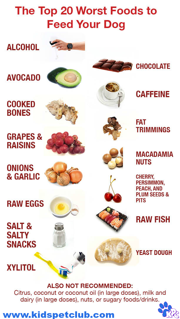 How Much Food Should Dogs Eat Daily