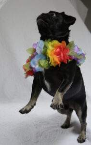 Kilo the Pug dancing Hawaiin style #TGIF