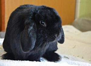 black floppy eared rabbit