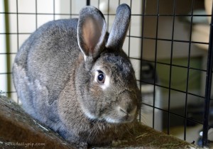 Little grey bunny-adopting special needs rabbits