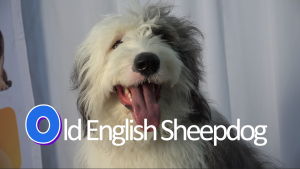 Old English Sheepdog 