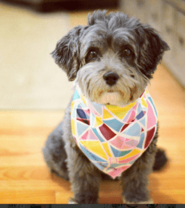 Reese the rescue dog looking stylish in a scarf