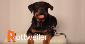 Rottweiler