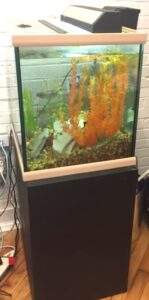 Ted's fish tank