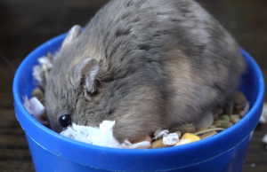 hamster burrowing in food dish