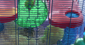 hamster in cage