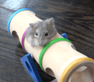 hamster in tunnel