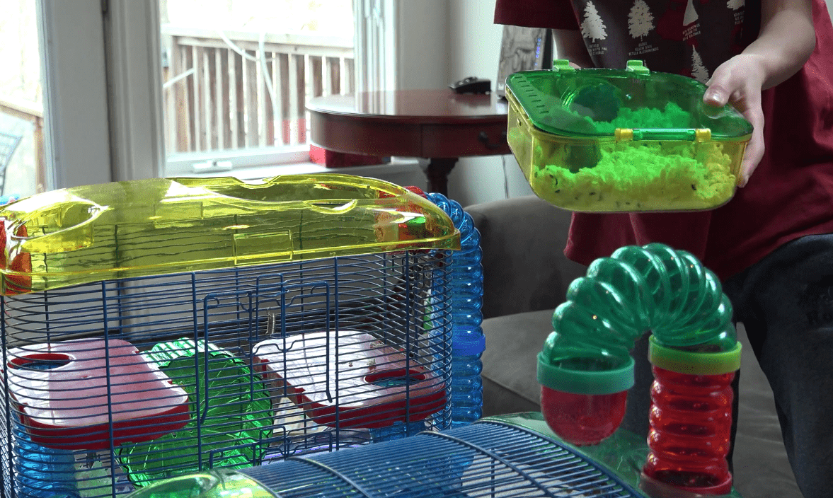 How to Take Care of Hamsters Kid's Pet Club