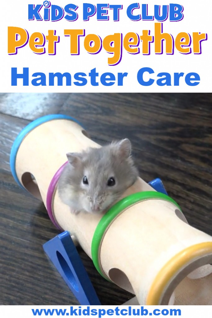 how to properly take care of hamsters