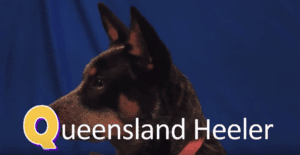 queensland heeler