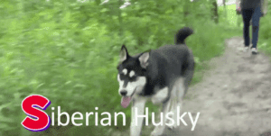 siberian husky