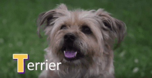 terrier 2