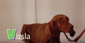 vizsla