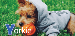 yorkie