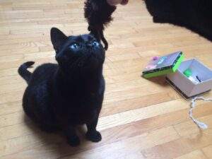 Bean with spider toy