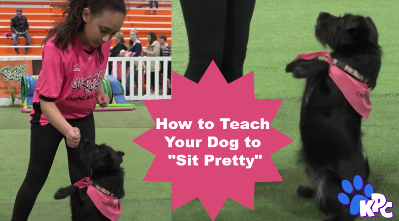 Learn How To Teach Your Dog To Sit Pretty With Jordan