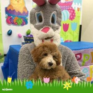 Ollie with the easter bunny