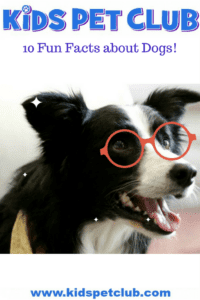 10 fun facts about dogs for kids with professor know it all