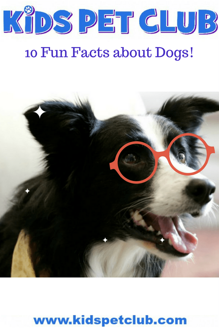 Did You Know These 10 Cool Facts About Dogs Kid S Pet Club Did You Know These 10 Cool Facts About Dogs Kid S Pet Club