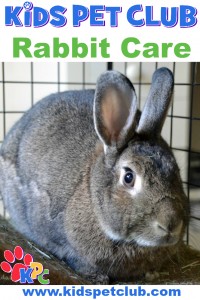 How to take care of a rabbit