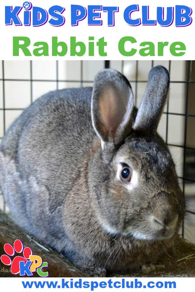 How To Take Care Of Rabbits Kid's Pet Club