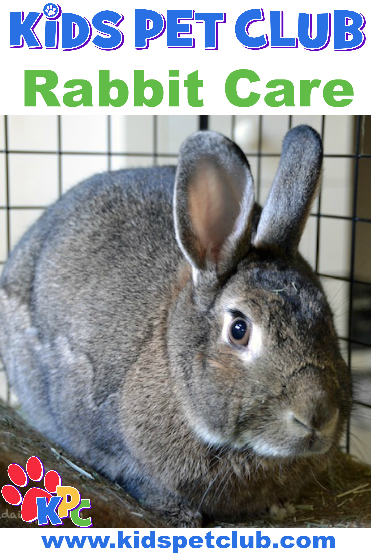 How To Take Care Of Rabbits - Kid's Pet Club