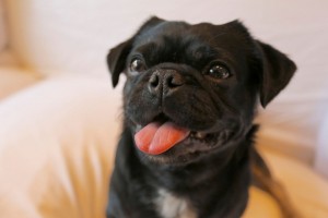 kilo the blag pug with his tongue out on the couch 