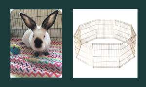 Rabbit in exercise pen