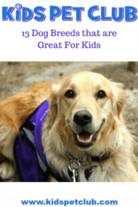 13 best dog breeds for kids best dogs for families