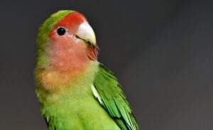 Facts about Beautiful Pet Birds