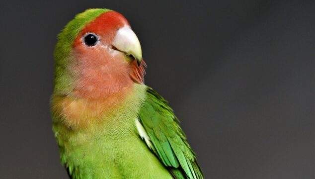 Key Facts You Need to Know About Pet Birds