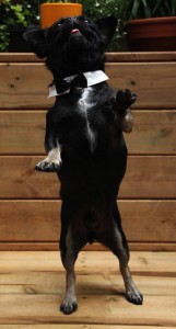 Kilo the Pug dancing in black tie