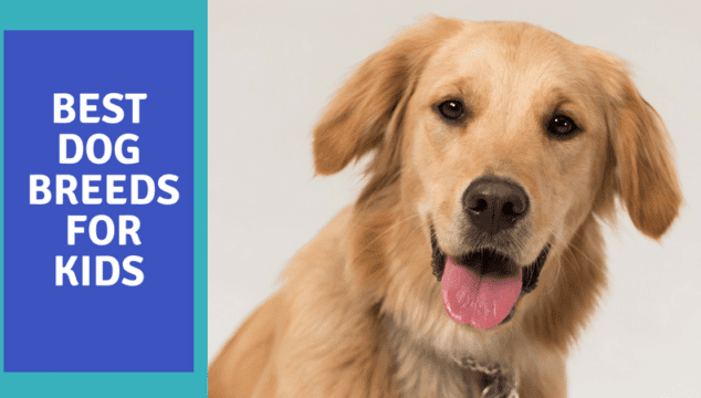 What are the best dog breeds for kids?