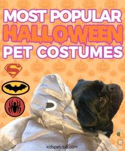 Check out the Most Popular Halloween Costumes for Kids and Pets in 2017 KPC