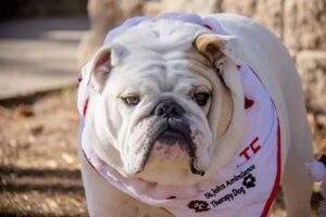 Bridgette the Bull Dog therapy dog