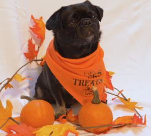 Kilo the Pug does tricks for treats- posing in his Halloween bandana with a pumpkin