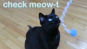 Pet Jokes Check meowt
