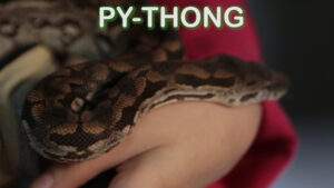 Pet Jokes Pythong