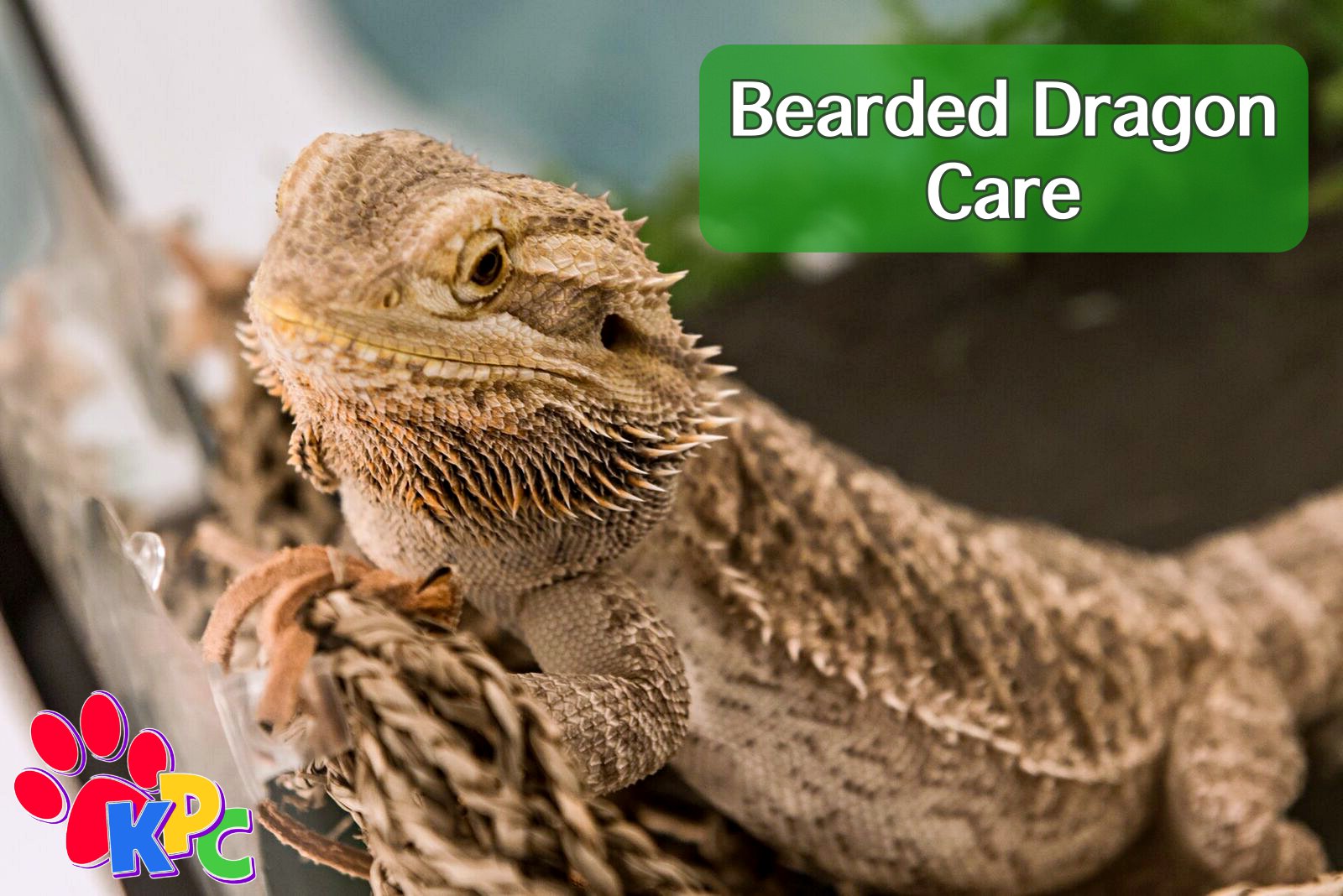 How To Care For Your Bearded Dragon